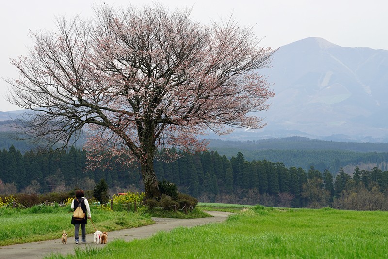 At Oguni Kumamoto 前原一本桜 写車足