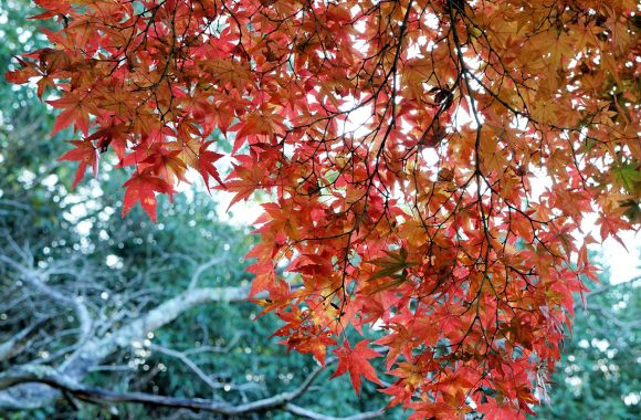 at Taketa Oita