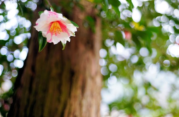 at Old Lens(By NIKKOR)