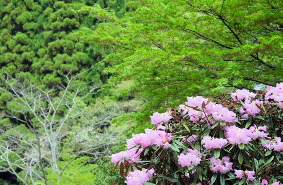 at Hita Oita