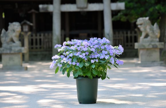 at Hakozaki Fukuoka