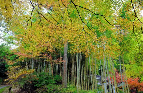 at Oita by GF23F4.0