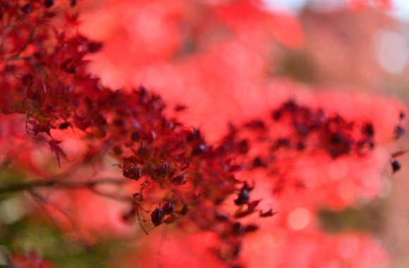 at Oita by 「BOKEH-MASTER」