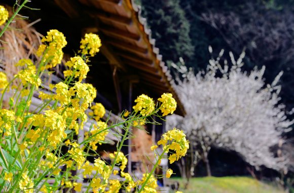at Shimane弐 by D850 A28F1.4