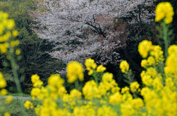 By D850 & A105F1.4