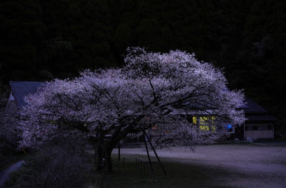 at Saga by α7RⅢ& APO65F2.0