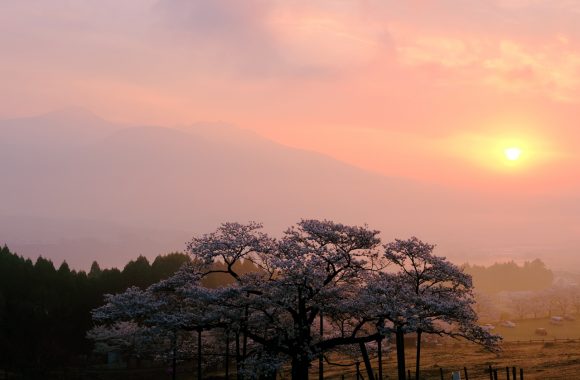 at Kumamoto By GFX50s