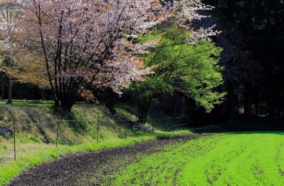 at Kumamoto GFX50s & GF110F2.0