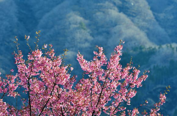 at Kumamoto D500 & SP70-200F2.8