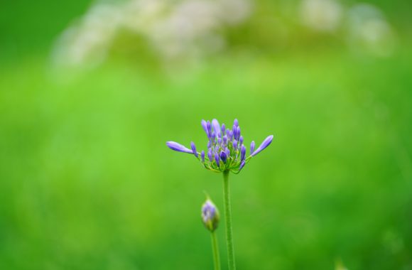 at Oita by α7RⅡ & FE135F1.8GM