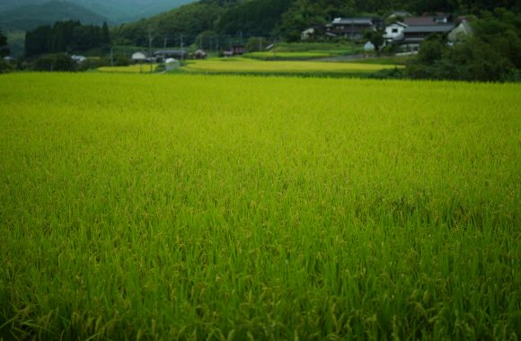 at Saga by α7RⅣ & A35F1.2DN