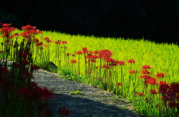 at Fukuoka by α7RⅢ & FE135F1.8GM