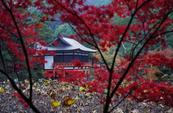 at OITA by α7RⅢ & V65F2.0APO