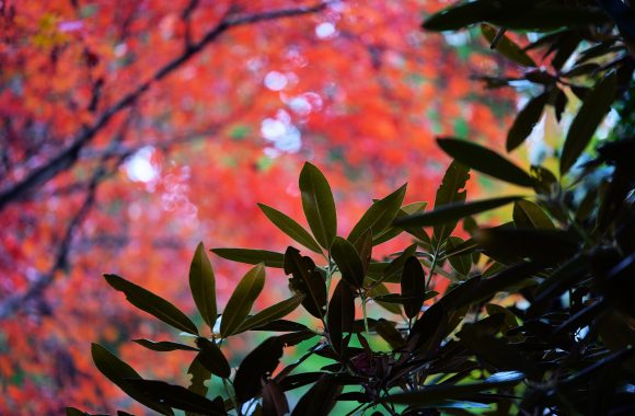 at OITA by α7RⅢ & V110F2.5APO