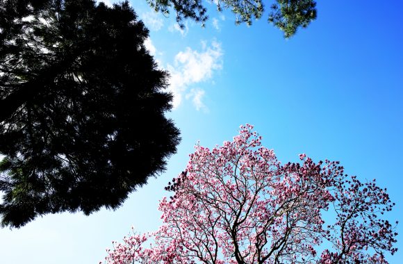 at FUKUOKA by α7RⅡ & L21F2.8