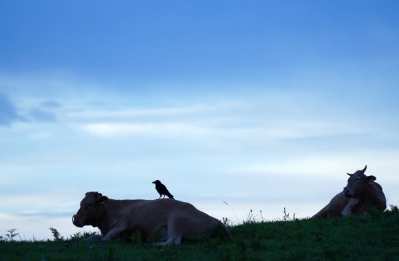 at KUMAMOTO by α7RⅣ & FE100/100GM