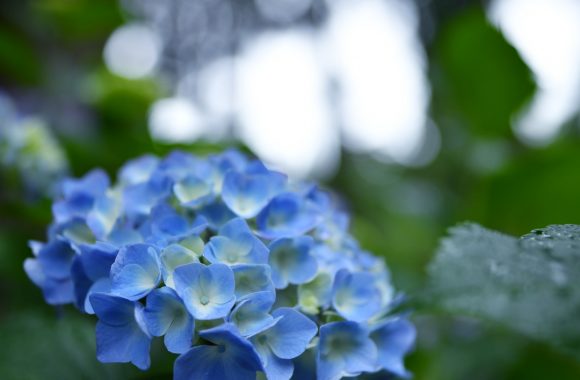 at OITA by D850 & A28F1.4