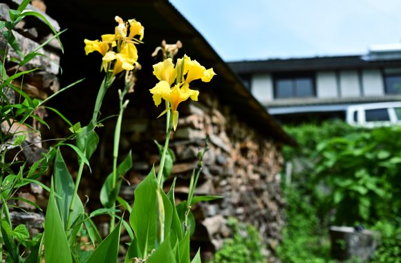 at OITA by Z7 & Z35F1.8s