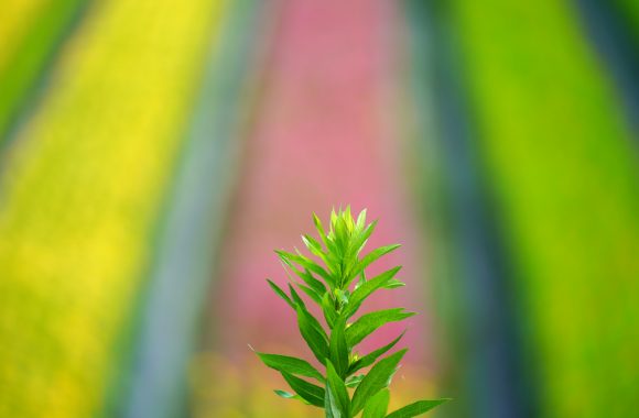 at OITA by α7RⅢ & 70/180F2.8