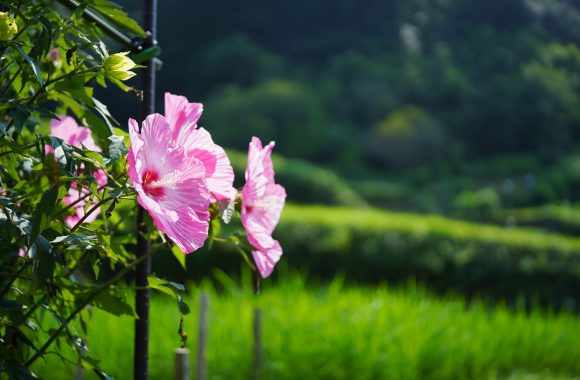 at OITA α7RⅣ & V50F2.0APO