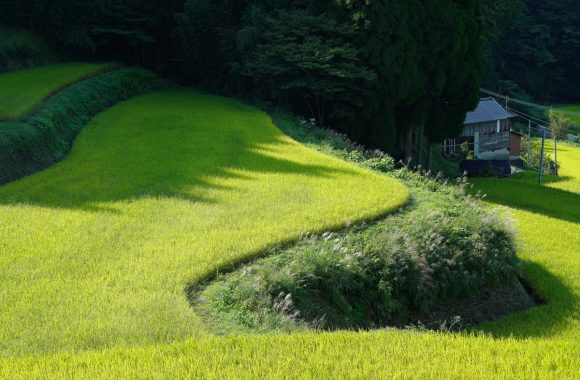at KUMAMOTO