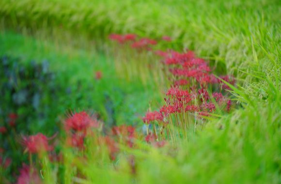 at FUKUOKA by α7RⅢ & 70/180F2.8Di