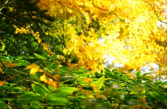 at HIROSHIMA by α7RⅣ & A105F2.8DN