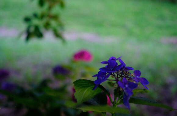 at 朝-SANPO by X-E4 & XF18F1.4
