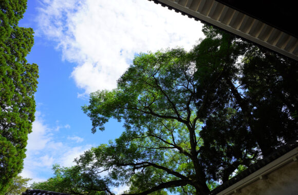 at MIYAZAKI α7RⅢ & Loxia21F2.8