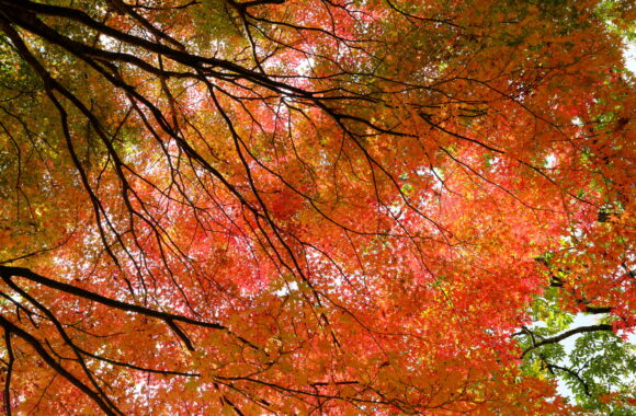 at KUMAMOTO by X-H2 & XF18F1.4R WR