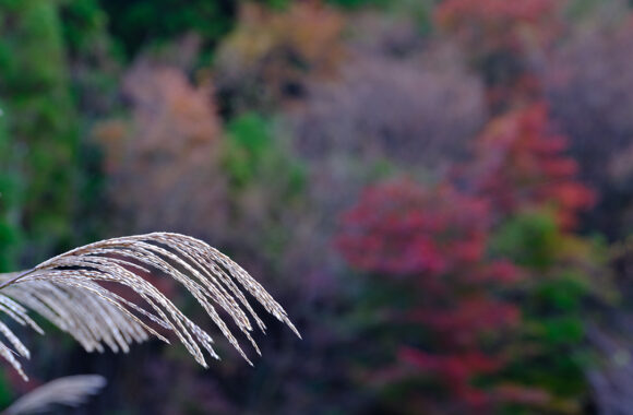 at OITA by GFX 100S & GF45-100F4.0