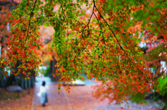 at SAGA by α7RⅢ & A85F1.4DN