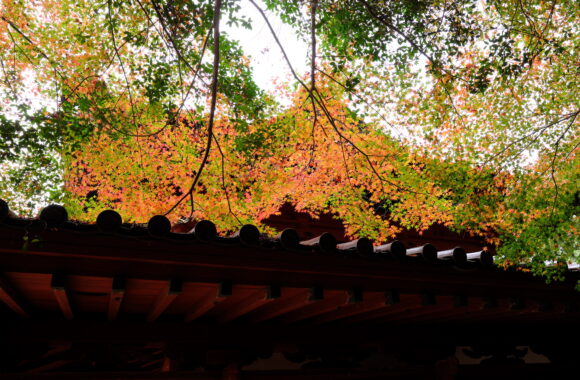 at SAGA by X-H2 & XF18F1.4R WR