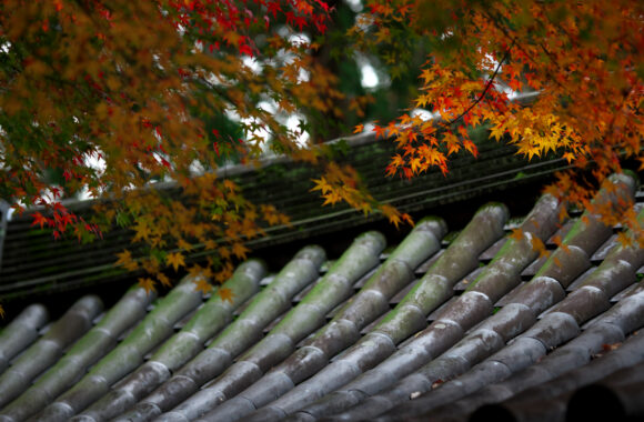 at SAGA by D850 & A105F1.4