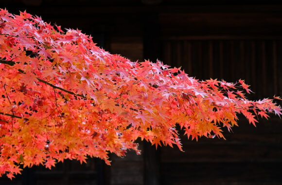 at FUKUOKA by X-T4 by XF56F1.2R WR