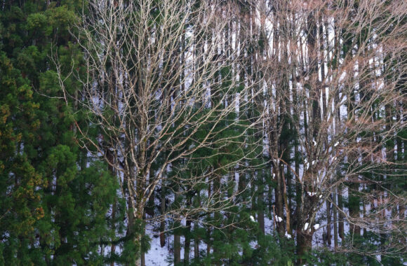 at SANIN by X-T4 & XF56F1.2R WR