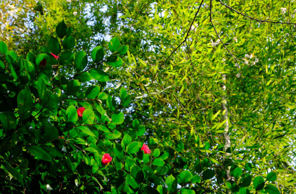 at OITA by X-T5 & XF33F1.4R