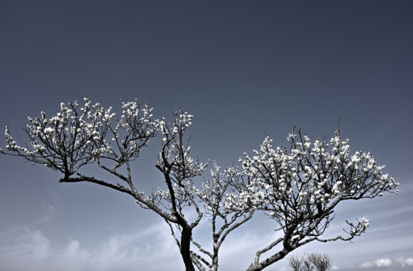 at OITA by Z7 & Z26F2.8（Ai-s Nikkor 45mm F2.8を思う）