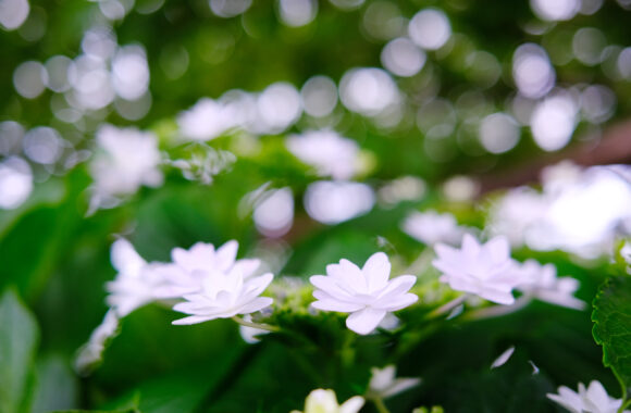 ASA-SANPO by X100V