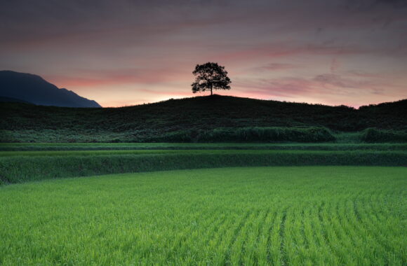 at KUMAMOTO by α7R5 & T28-75F2.8G2