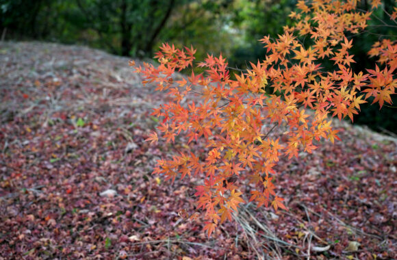 at OITA by α7R5 & A28-45F1.8DN