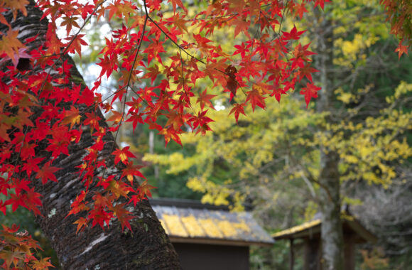 at KUMAMOTO by α7cⅡ& VM50F3.5APO