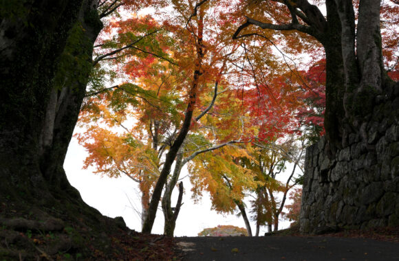 at OITA by α7c2 & VM50F3.5APO