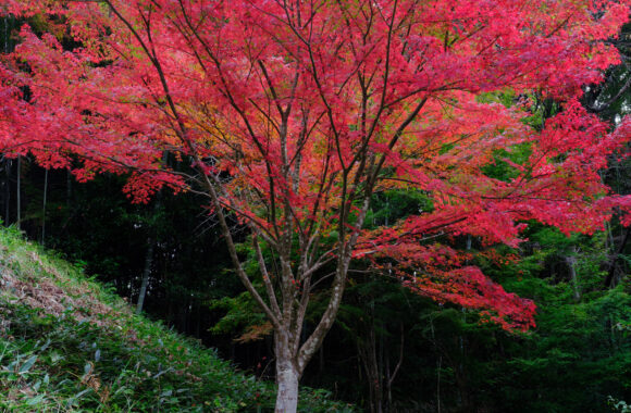 at KARATSU TOURISM-Ⅱ by GFX100s2 & GF45-100F4.0