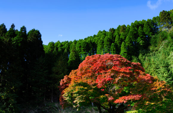 at KUMAMOTO by GFX100s2 & GF45-100F4.0