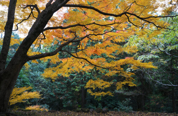 at OITA by α7R5 & A28-45F1.8DN