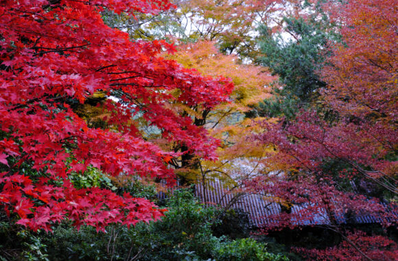 at OITA by GFX100s2 & GF45-100F4.0