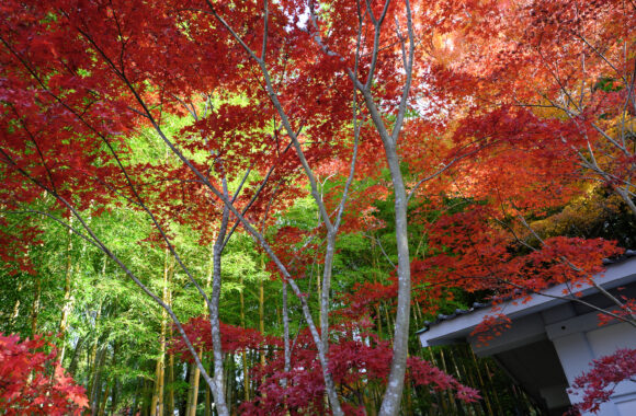 at OITA by GFX50s2 & GF30F3.5