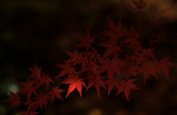 at FUKUOKA by X-H2 & XF56F1.2