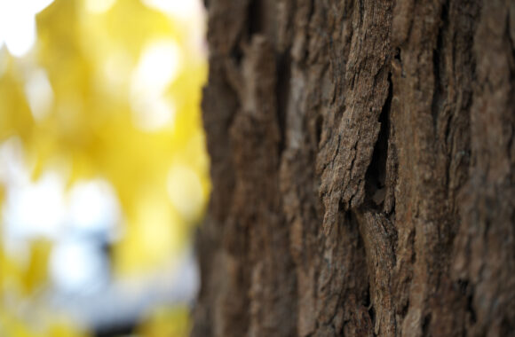 at FUKUOKA by α7c2 & T90F2.8Ⅲ